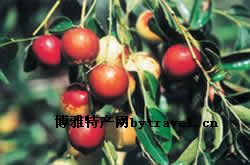 鲁源小枣
