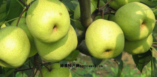 莱阳梨