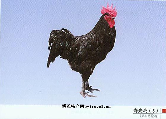 寿光鸡