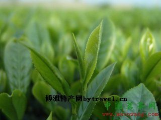 诸城绿茶