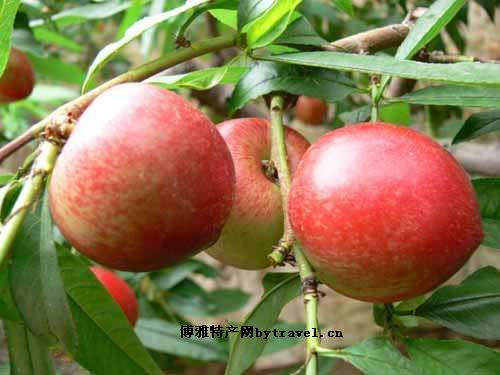 青州蜜桃
