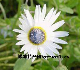 嘉祥白菊花