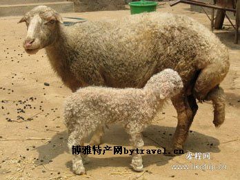 泗水裘皮羊