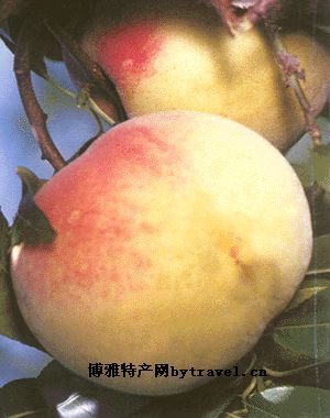 肥城桃