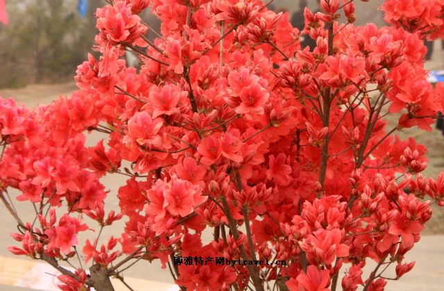 槐花蜜