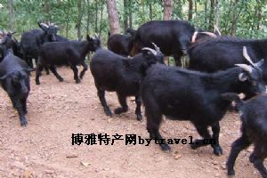 沂蒙黑山羊