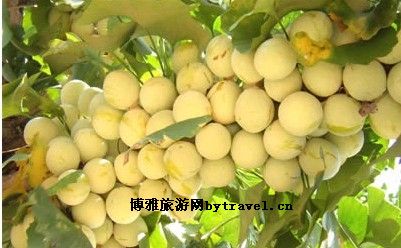 郯城新村银杏园