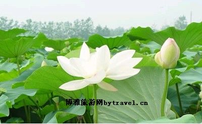 金刚岭万亩荷花园