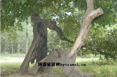 颐寿园