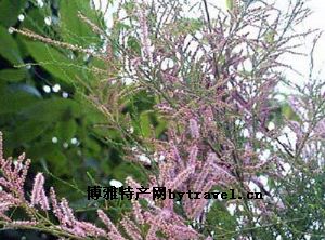 红荆条