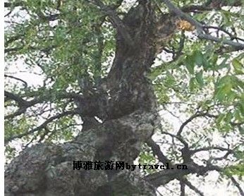 中华枣王