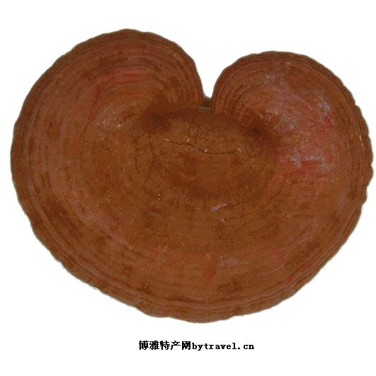 冠县灵芝