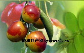 雁来红冬枣