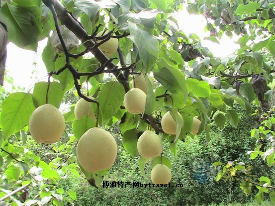 阳信鸭梨