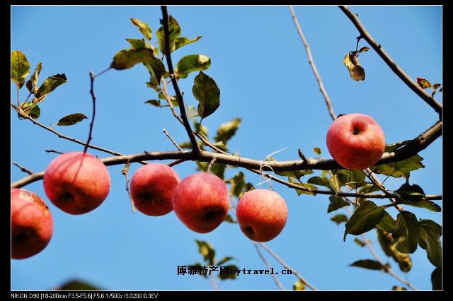 洛宁上戈苹果