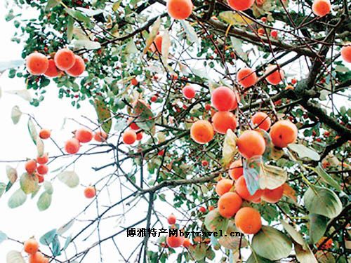 栾川白土无核柿