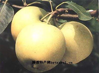 孟津梨