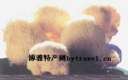 鲁山猴头