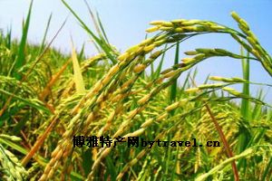 原阳大米