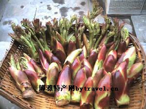 龙芽楤木