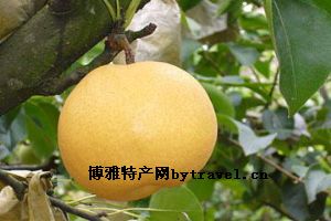 龙泉黄金梨