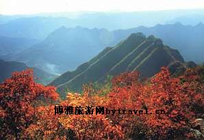 马记烧鸡