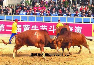 南阳黄牛