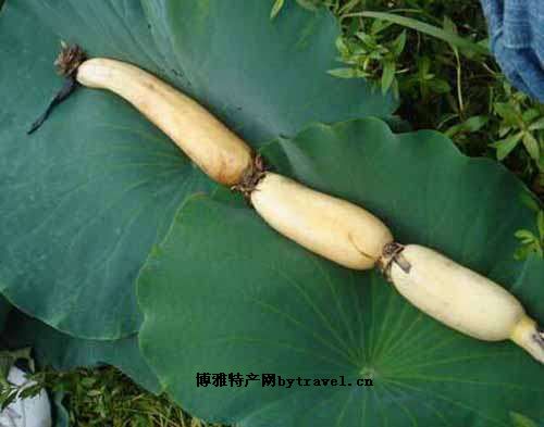 虞城乔藕