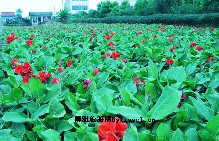 滕家河花卉基地