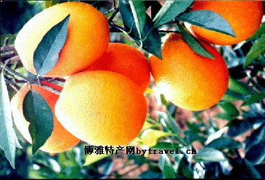 秭归脐橙