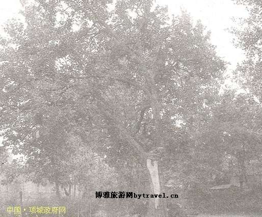 高寺明代古柿树