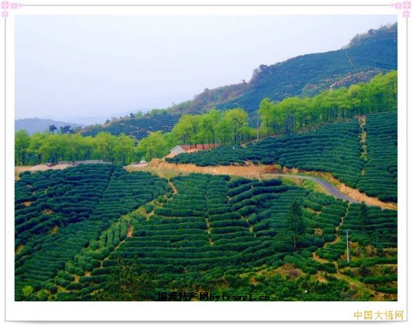 大悟绿茶