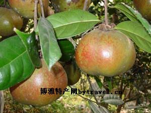 黄梅禅茶