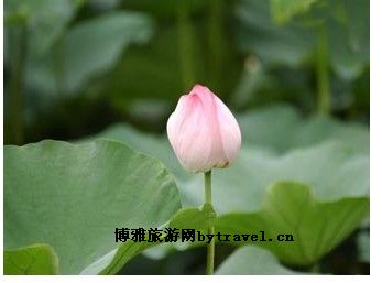 荷叶亭