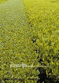 塔山山岚荼