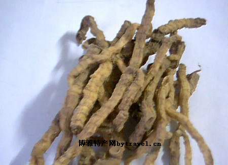 邵东玉竹
