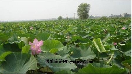 团湖荷花公园