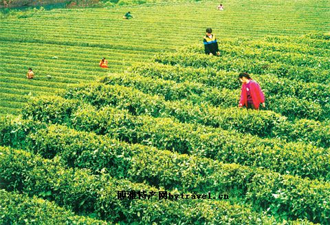 桃源大叶茶