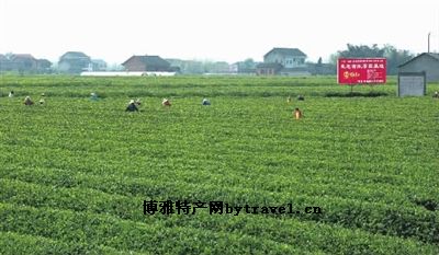 桃源野茶王