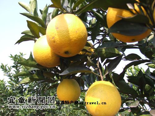 宜章脐橙