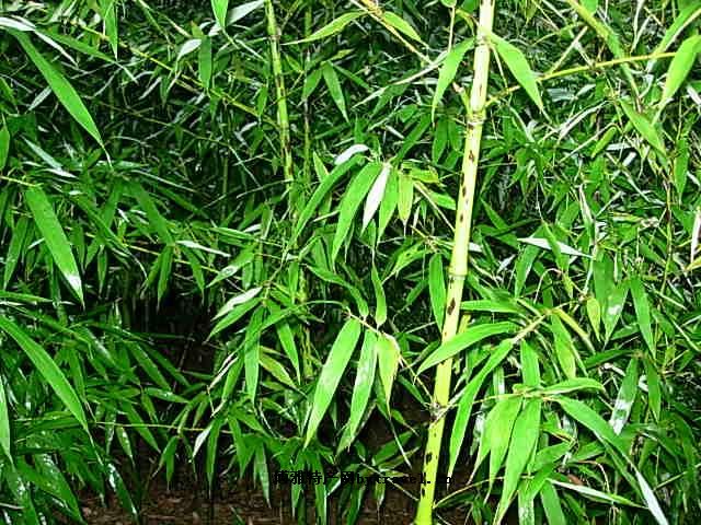 蓝山粑粑油茶