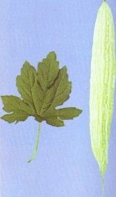 蓝山大白苦瓜