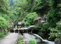 舜皇山国家森林公园