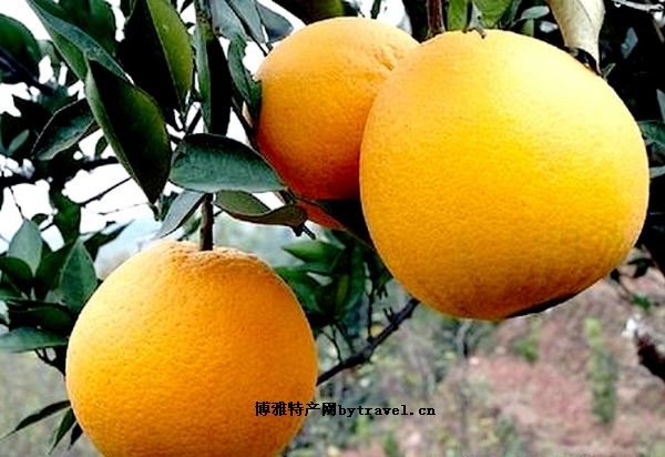 黔阳冰糖橙