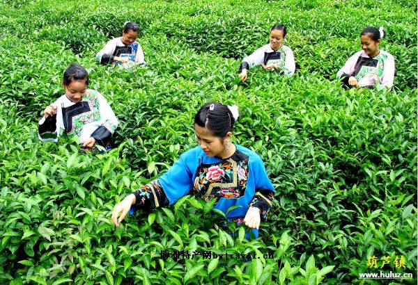 保靖黄金茶