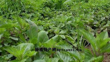派潭凉粉草