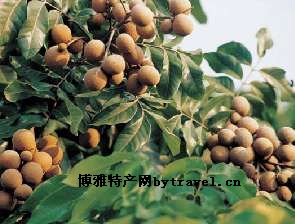 粉丝蒸沙虫