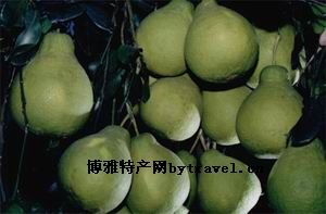 梅州金柚