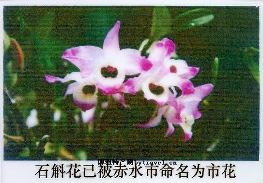 赤水金钗石斛