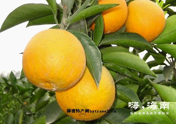 核桃糖